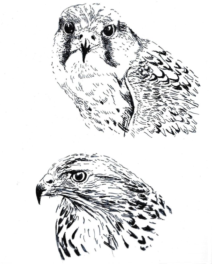 2 Falken Schwarz Weiss