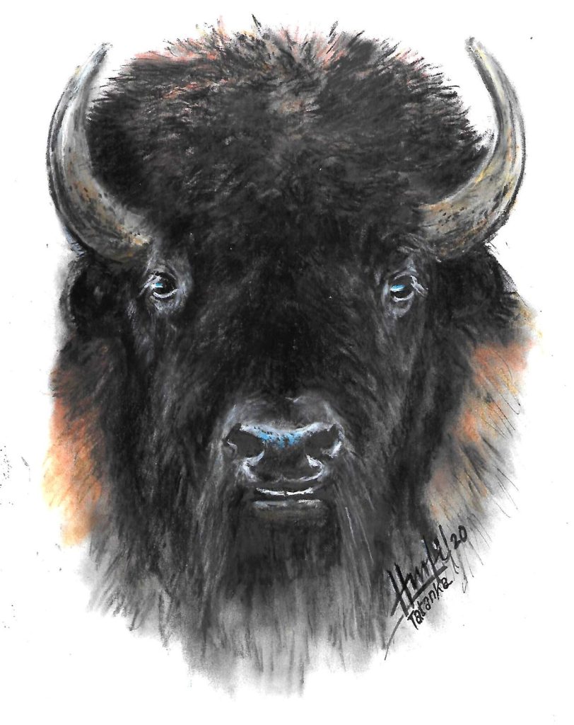 Bison NEU 222