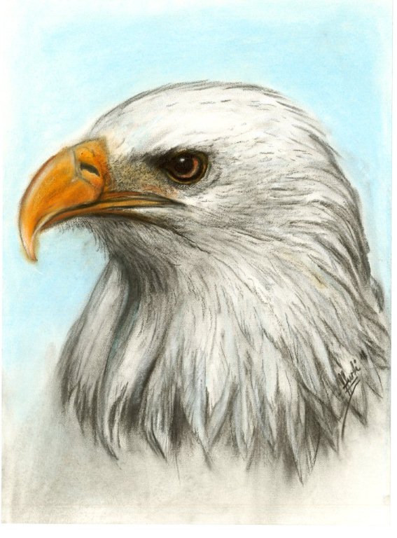 Edler Weisskopfseeadler