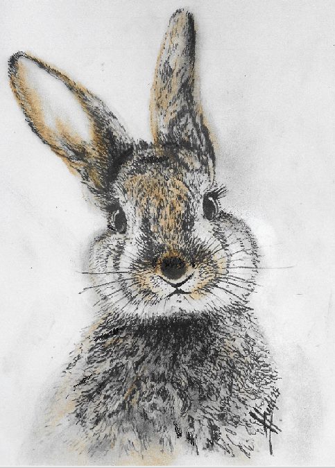 Hase NEU NEU