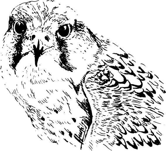 Hurti-Adler-2