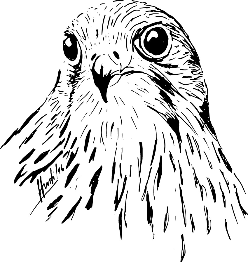 Hurti-Falke-vorne