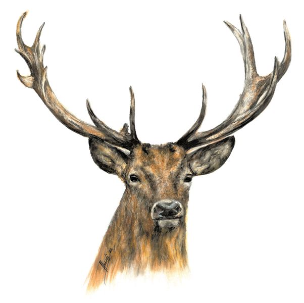 Hurti_Hirsch