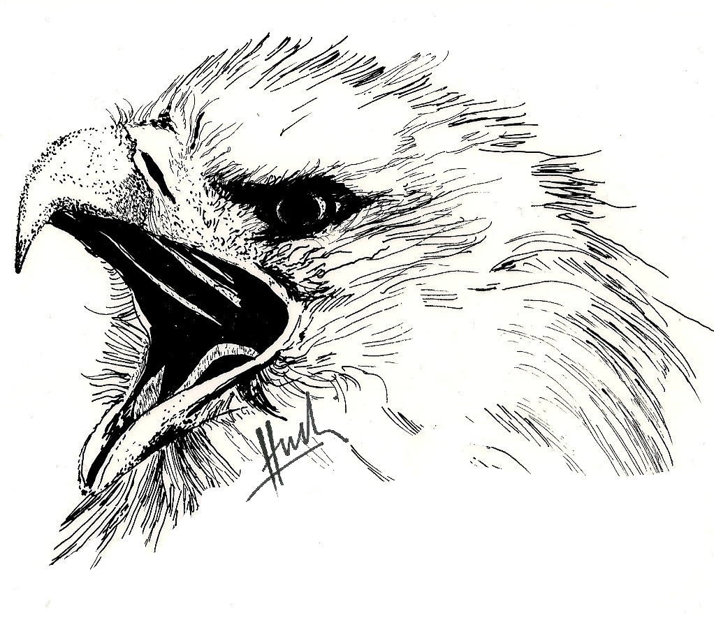 Junger Weisskopfseeadler