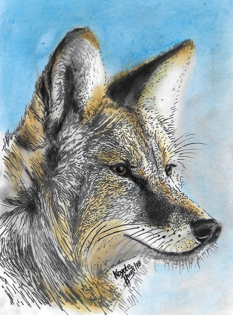Koyote 2018