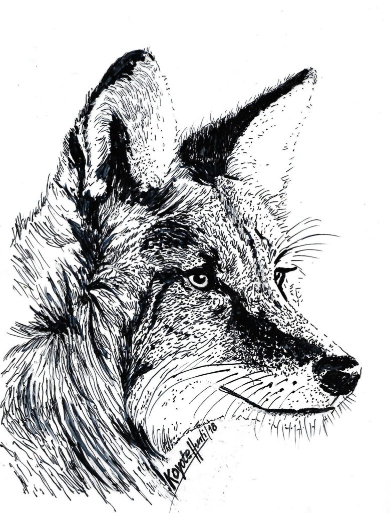 Koyote Feder Neu 22.01.2018