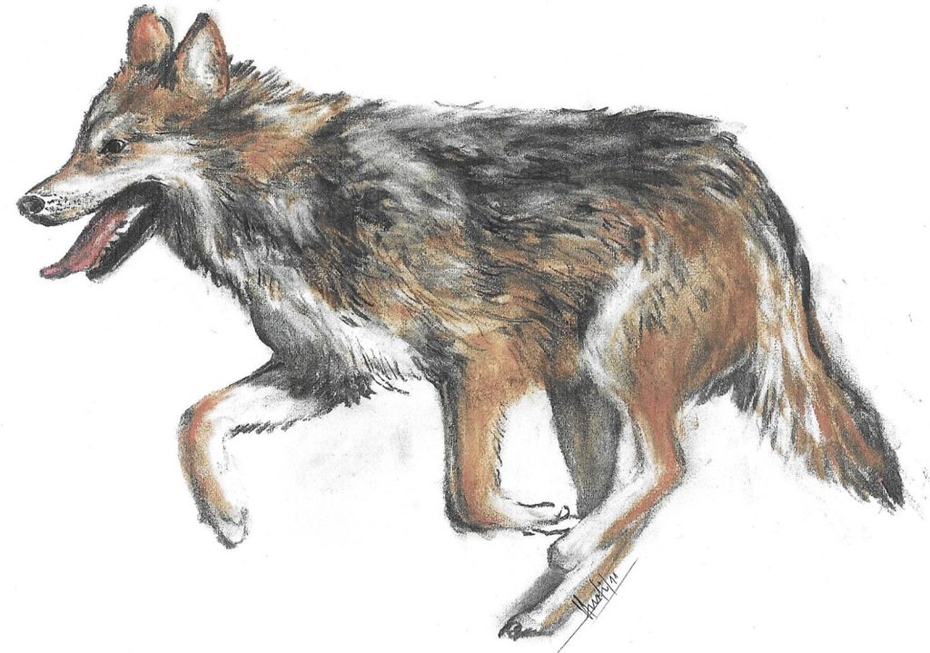 Koyote by Hurti