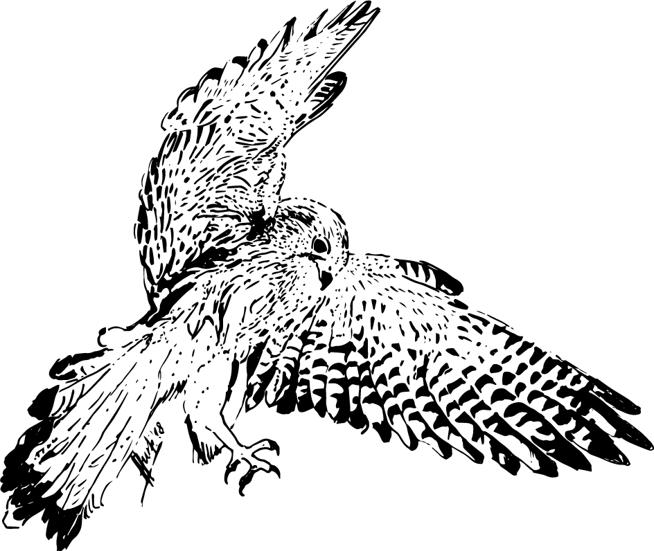 Turmfalke vektorisiert