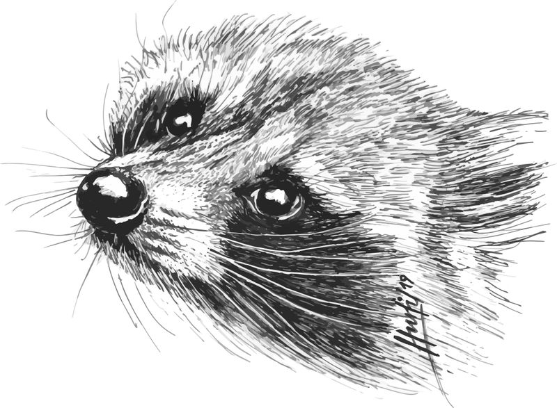 Waschbär-22