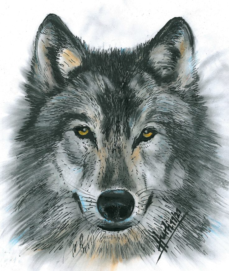 Wolf Hurti Zeichnung
