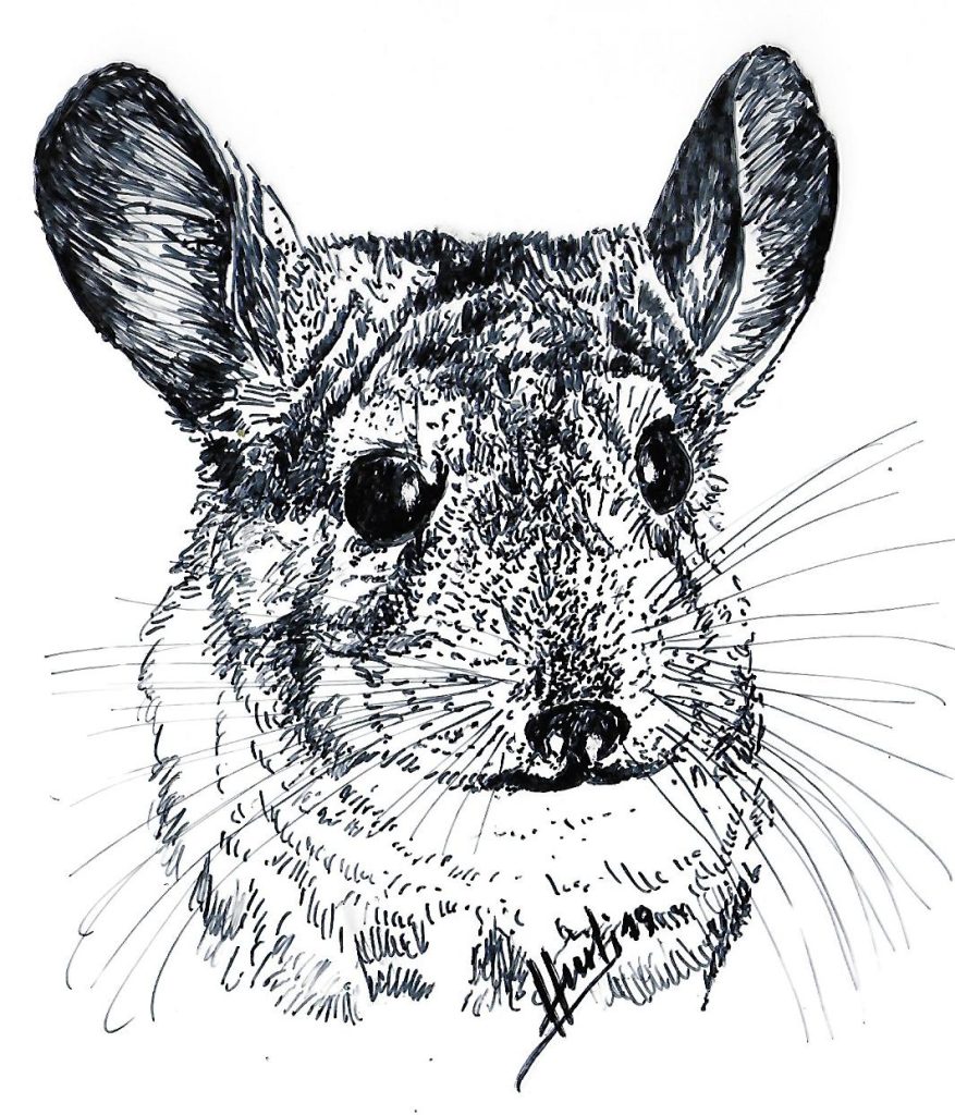 chinchillas